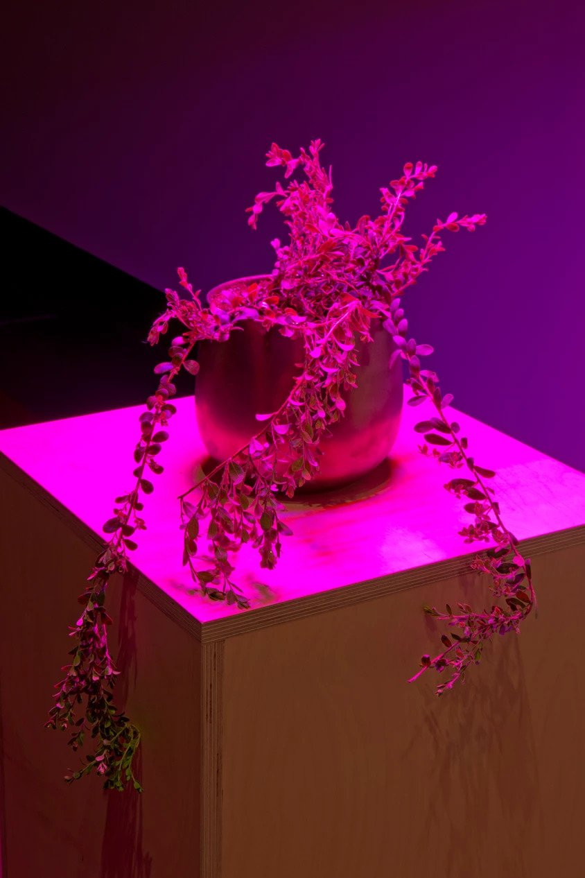 Artwork image for A Battlefield Medicinal Herb Living Green Under the Snow